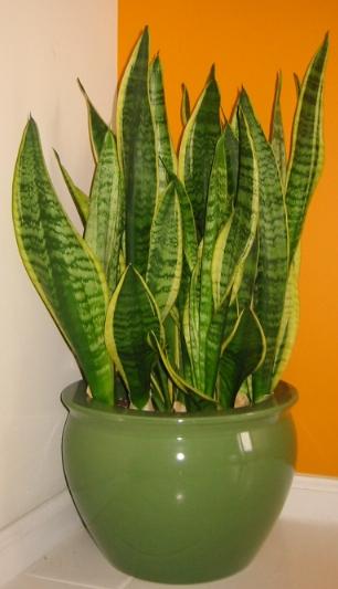 6 air purifying house plants, home decor