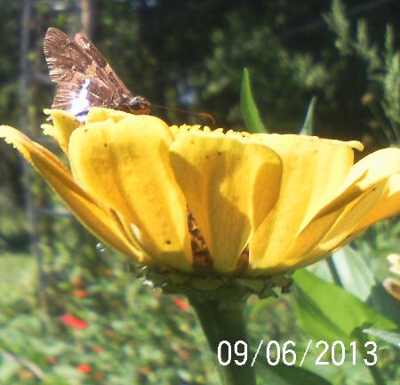 bee s butterflies n flowers, flowers, gardening, pets animals, Zinnia