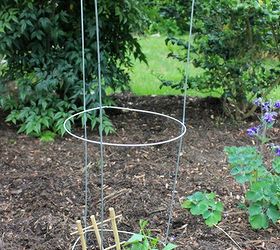 diy tomato cage bird bath, crafts, gardening, repurposing upcycling