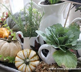 creating an autumn filled tray, seasonal holiday d cor, Smaller white pitchers feature fresh rosemary and clippings from a bush with red and green leaves