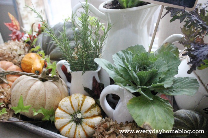 creating an autumn filled tray, seasonal holiday d cor, Smaller white pitchers feature fresh rosemary and clippings from a bush with red and green leaves