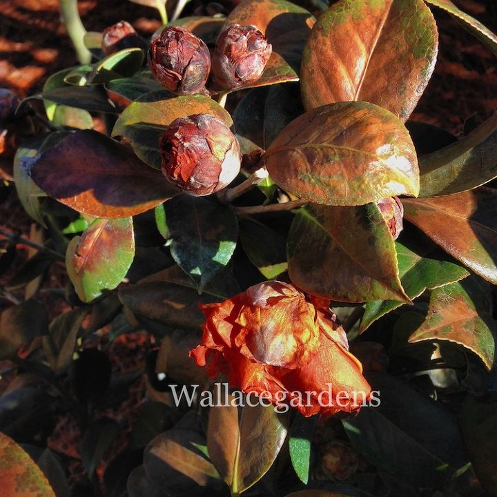 clean up after the polar vortex springgardening, container gardening, flowers, gardening, landscape, perennial, Even though these newly installed Camellias have been damaged by the winter weather the branches remain flexible and green underneath We will wait until mid April to see if they will recover on their own