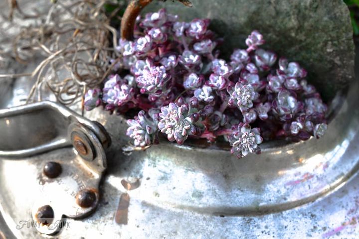 when old kettles turn into rock gardens, gardening, repurposing upcycling, Please don t ask me what these pretty plants are I m not a label reader at all gasp but you re welcome to tell ME if YOU know