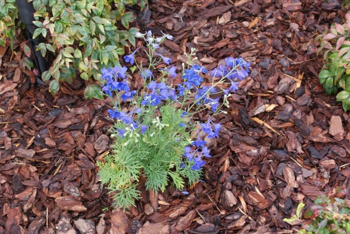 nuevas fotos, Delfinieum gran color azul en oto o y principios de primavera