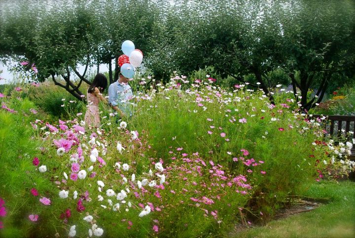 stan hywet s great garden part 2 the cutting garden, flowers, gardening, landscape, A couple having engagement photos taken in the Cutting Garden near the cloud of Cosmos