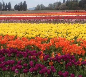 a magical visit to the skagit valley tulip festival, gardening, Tulip Town