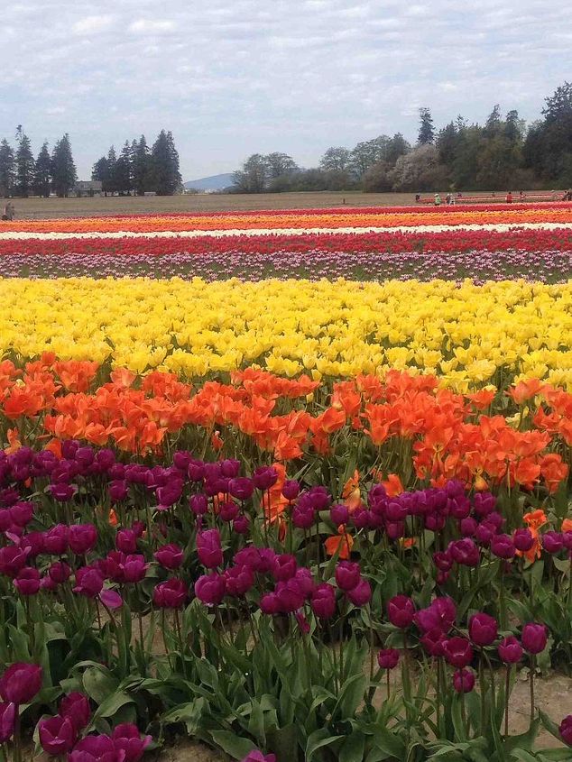 a magical visit to the skagit valley tulip festival, gardening, Tulip Town