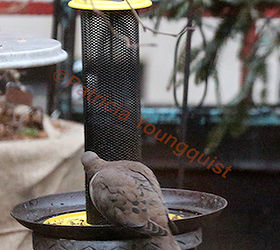 feeding birds niger seeds part two, curb appeal, decks, gardening, outdoor living, pets animals, urban living, A lone mourning dove noshes from the Yellow NIGER Feeder INFO on Mourning Doves AS WELL AS
