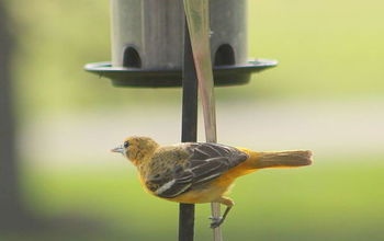 Getting Orioles in Your Yard is Very Simple!