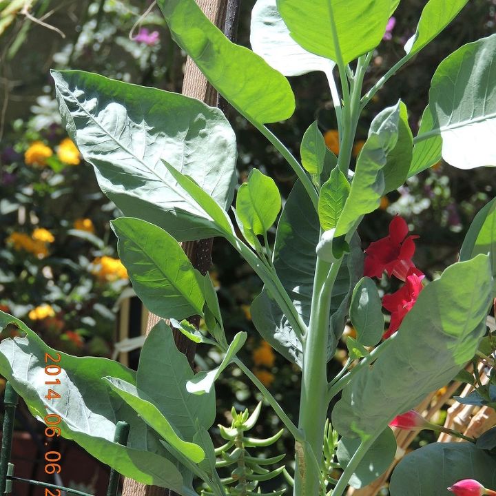does anyone know what type of plant this is is it edible, gardening