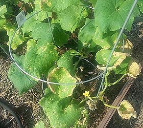 Yellowing Leaves and Brown Spots on Cucumber Plants