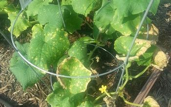 Yellowing Leaves and Brown Spots on Cucumber Plants