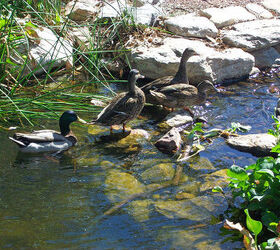 our work, flowers, gardening, outdoor living, pets animals, ponds water features, Duck pond