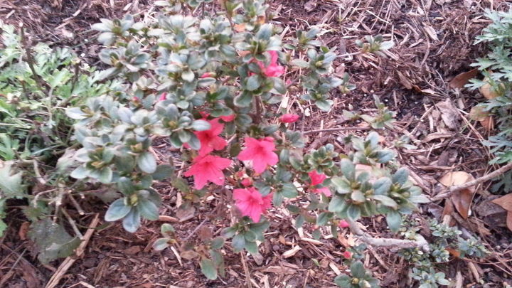 q friends its been a long time coming but look there are blooms forming on, gardening