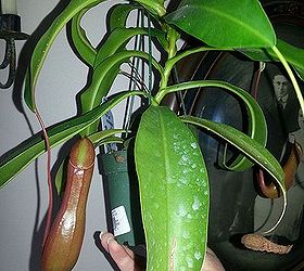 taking care of a tropical pitcher plant, gardening