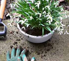 spring has sprung inside a vintage mix master, gardening, repurposing upcycling, and plunked them inside the bowl You may wish to add rocks for drainage on the bottom