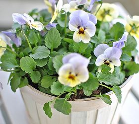 planting spring flowers in containers, container gardening, flowers, gardening, Pansies are planted in an old Easter basket painted white The more you pick pansies the more they bloom