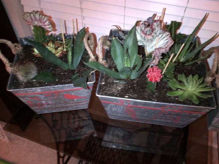 homemade christmas gifts succulent planters, christmas decorations, container gardening, flowers, gardening, seasonal holiday decor, succulents, More examples of the succulents used in each planter