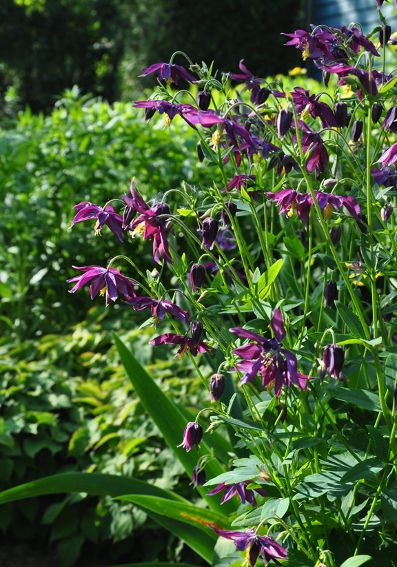 how to grow columbine, flowers, gardening, perennials, The Royal Botanical Gardens Hamilton ON