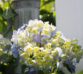 pt 3 of practically amp mostly care free flowers amp show stoppers, flowers, gardening, hydrangea, perennials, Their are many different types of Hydrangea s and to be extrememly truthful with you I m still trying to learn alot about them