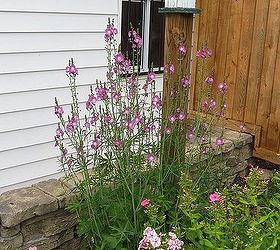 flowers around the yard, flowers, gardening, outdoor living