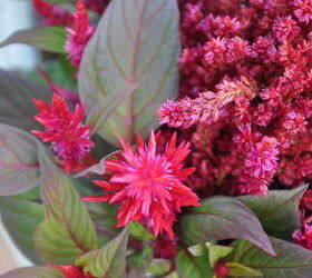 summer flowers, flowers, gardening, hibiscus, Red Celosia