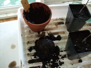 planting begonia tubers, flowers, gardening, Turns out that was a little TOO thorough