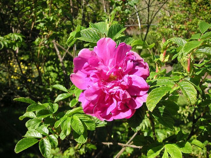 for the love of roses, gardening, Hardy shrub Rose