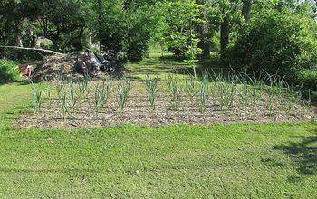 Our Garlic is Growing Very Well (May 27, 2013)