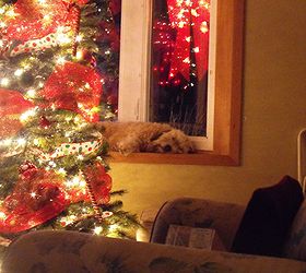 outdoor christmas decorations, seasonal holiday d cor, My dog having a peaceful sleep with the lights Carried the red and white theme inside