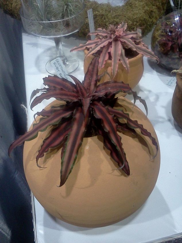 ggia wintergreen tradeshow, gardening, Botanical Garden Isn t that a great composition and color combination from the plant and the pot I so love this