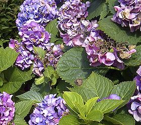 growing blue hydrangeas, flowers, gardening, hydrangea, Part shade and lots of water are desirable conditions for growing beautiful hydrangeas