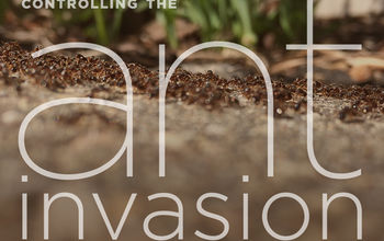 How to Control an Ant Invasion