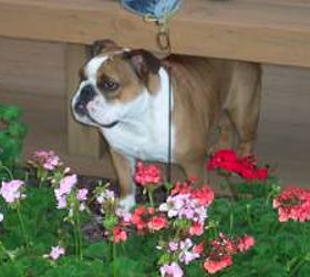 my yard flowers birds and awesome ideas, flowers, gardening, Our sweet Lucie Bella RIP guarding the flowers