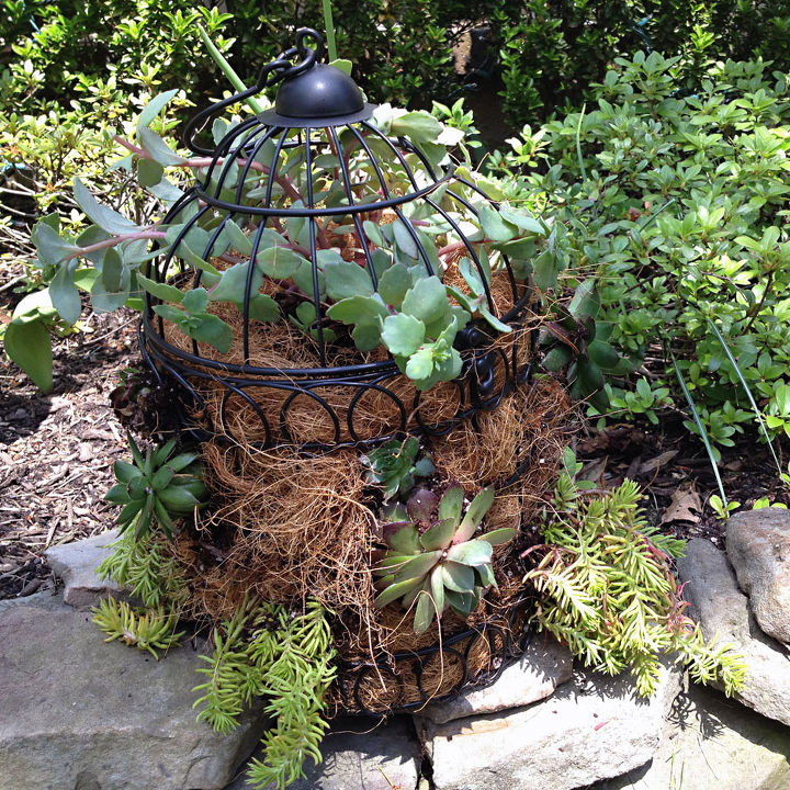 bird cage succulent planter, flowers, gardening, repurposing upcycling, succulents
