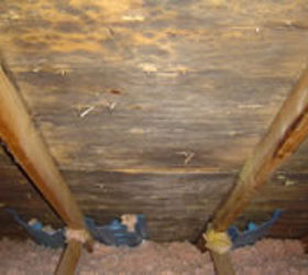attic mold and mildew why is there mold in my attic, cleaning tips, home maintenance repairs, how to, hvac, Attic mold is a sure sign of excessive moisture in the home