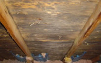 Attic Mold and Mildew - Why Is There Mold In My Attic?