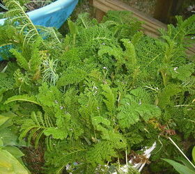 garden and pond from old home digging all up to take to new home, crafts, flowers, gardening, hibiscus, ponds water features, just love this fern was given to me and never saw it anywhere do not know the name of it another I bet Douglas can tell me what it is