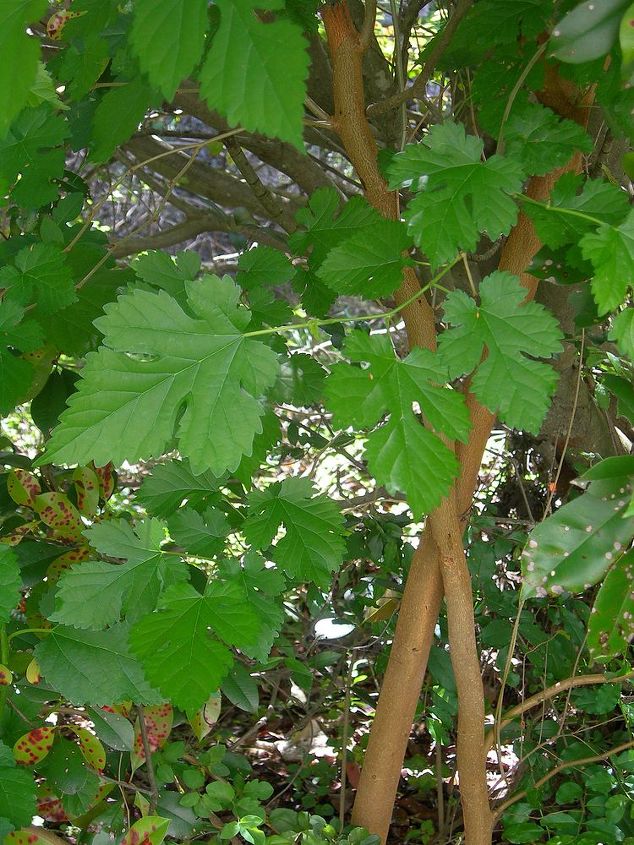 do you guys know the name of this tree, gardening