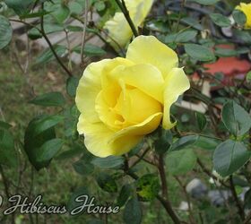 a yellow rose, gardening