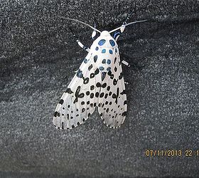 a black and white dots butterfly, pets animals, back view of butterfly