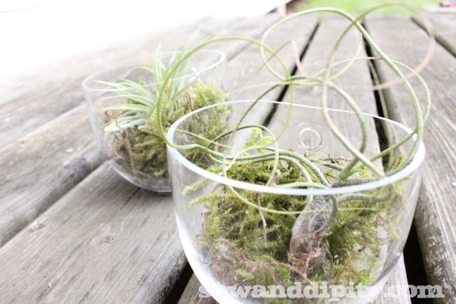 terrariums in all shapes and sizes, crafts, gardening, terrarium, Wall scones with moss and air plants soil less terrariums
