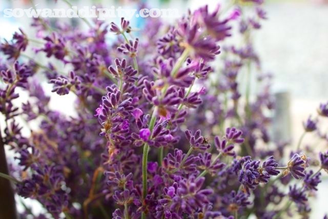 how to make lavender wands, cleaning tips, crafts, Harvest long stems of lavender when flowers have developed