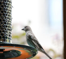 part 4 back story of tllg s rain or shine feeders, outdoor living, pets animals, Female Finch at Peanut Feeder This image appeared in a post October 2012 on TLLG s Blogger Pages