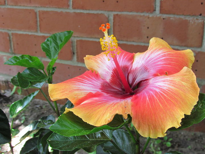 hibiscus plant how tall do they grow, flowers, gardening, hibiscus, it s a beauty