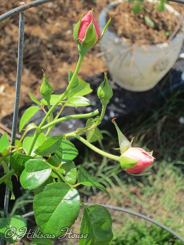 david austin and other roses, gardening, This tiny bud is from the Strawberry Hill Rose