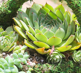 making a succulent centerpiece, flowers, gardening, succulents, They are also beautiful There are many ways to incorporate this in your home too