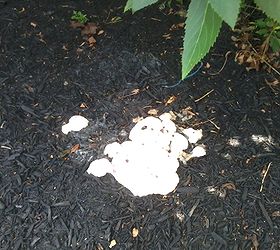 That White Stuff on Mulch Is Slime Mold