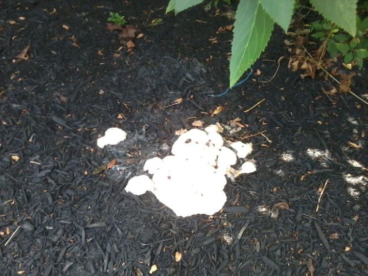what is this fungus on my mulch