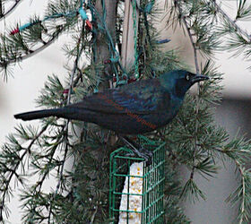 urban garden winterizing update, container gardening, diy, flowers, gardening, perennial, seasonal holiday decor, urban living, Winter Season 2012 13 A common grackle alights on my larch to snack on suet More info